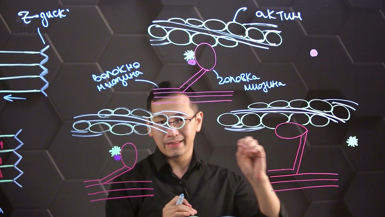 Механизм сокращения мышечного волокна. Т-система мышечного волокна. 10 класс. смотреть онлайн