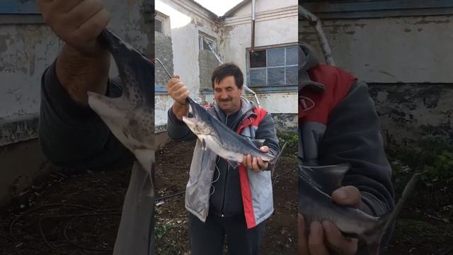 ВЕСЛОНОС СЕМЕЙСТВО ОСЕТРОВЫХ. #рыба #веслонос #осетр #shorts смотреть онлайн