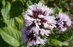 «Мята» РЕЛАКС АРТ-ТЕРАПИЯ ИМПРОВИЗАЦИЯ композитор Виктор Анохин #музыка #instrumental #цветы #reggae