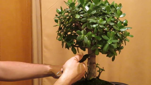 Crassula Ovata Bonsai - Tăiere De întreţinere