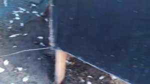 Неизвестный зверь задушил и выпил кровь у куриц