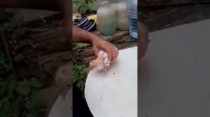 // ВАКЦИНАЦИЯ ГОЛУБЕЙ // АВИВАК. 3 - 4 Х. ВАЛЕНТНЫЙ // 25.11.19.