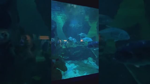 Океанариум В Астане. Айланд смотреть онлайн