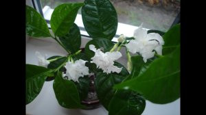 Табернемонтана болезни и вредители: желтеют листья, хлороз, опадения листьев, бутонов и др