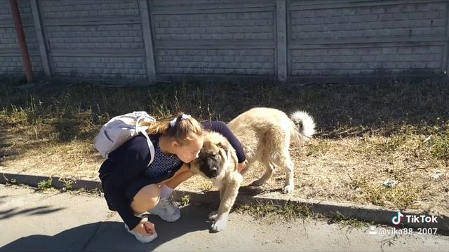 Кавказская овчарка. Встречаем дочку со школы