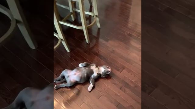 ДНК-тест не нужен.🐕 смотреть онлайн