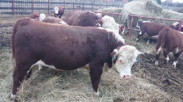 7 НОЯБРЯ 2019 года. Раздаём Сено Бычкам. Ооо Дик Калужская область. #дикфарм #dikfarm