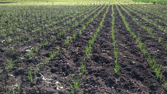 БОРЬБА С СОРНЯКОМ ОКОНЧЕНА, НА ДОЛГО ЛИ? смотреть онлайн