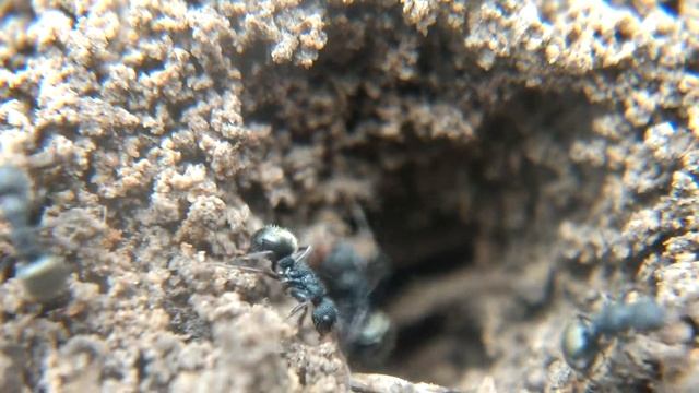Dolichoderus scrobiculatus nest смотреть онлайн