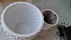 Лемонграсс выращиваем дома. Пересадка лемонграсса