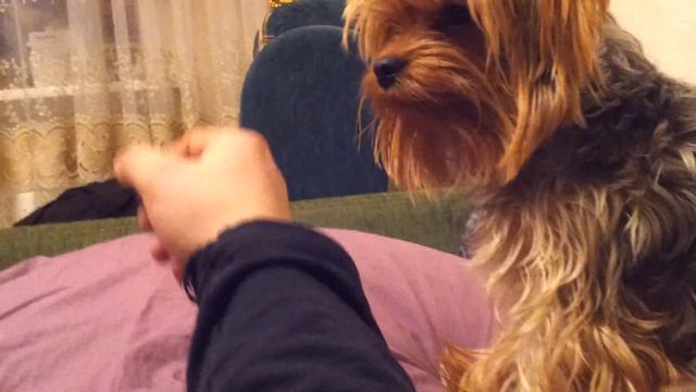 дрессировка йоркширского терьера смотреть онлайн