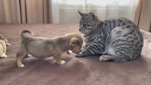 Тваринки творять добро. Відео до виховного заходу до Дня Добра 13 листопада 2023р. смотреть онлайн
