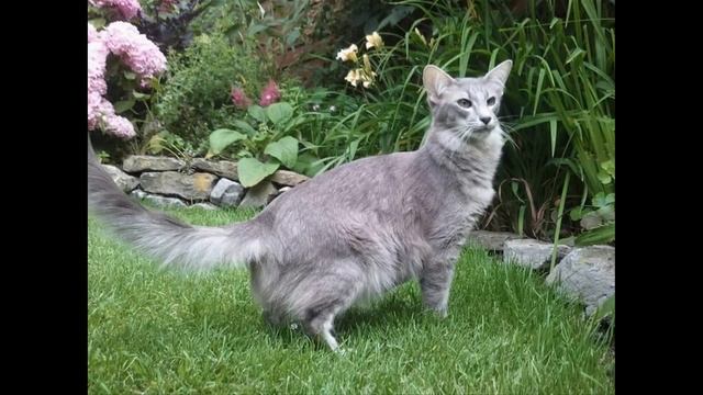 Ориентальная длинношерстная кошка смотреть онлайн