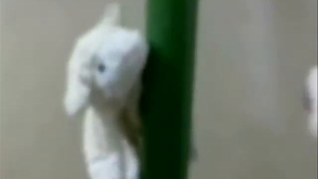 kuzu&kukik supurge смотреть онлайн