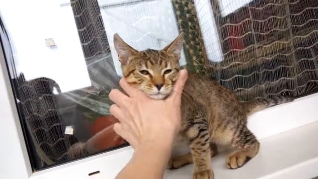 котик пикси-боб Умка, возраст 4 месяца смотреть онлайн
