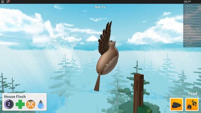 СИМУЛЯТОР ПТИЦЫ В РОБЛОКС Bird Simulator! - Roblox симулятор на русском смотреть онлайн