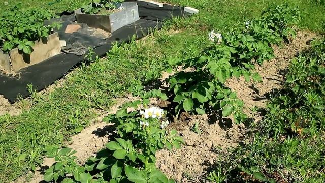 83_Зацвел ранний картофель... Ранний урожай или МЕГА урожай? смотреть онлайн