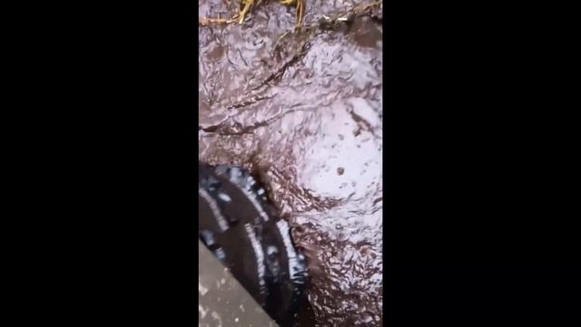 Грязь вода болото Вездеход Шатун 35 смотреть онлайн