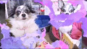 Куклы ЛОЛ для Меджик Петс ???(фан Ани Меджик)