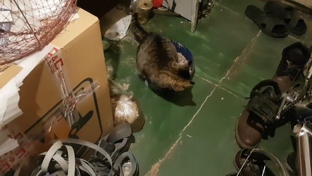 ШОК. В ЛОТКЕ У КОШКИ ЗАВЕЛИСЬ ОПАРЫШИ смотреть онлайн