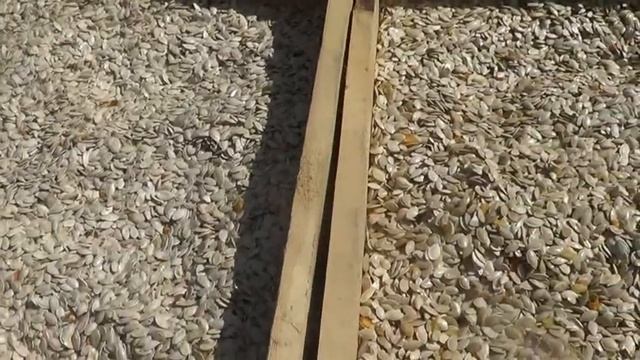 сушка тыквенной семечки смотреть онлайн