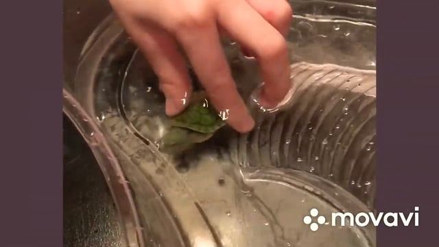Маленькая черепашка смотреть онлайн