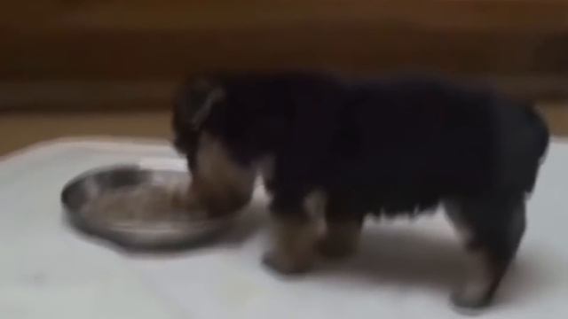 Как пукают животные? Часть 2 | Умираю со смеху ? смотреть онлайн