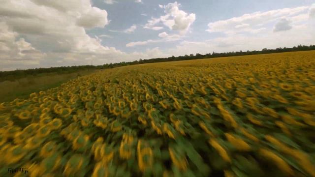 Бесконечные поля Тульских Подсолнухов | Cinematic FPV #djifpv смотреть онлайн