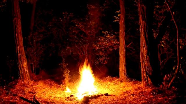 Паустовский К.Г. В болотистых лесах. Читает Елена Леонова смотреть онлайн