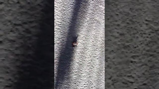 What is this? A "crab-spider"??? смотреть онлайн