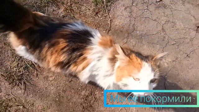 К нам пришла кошка смотреть онлайн
