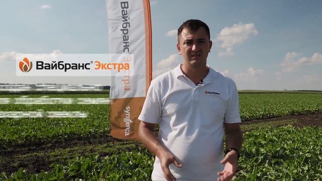 Как защитить семена сахарной свеклы смотреть онлайн