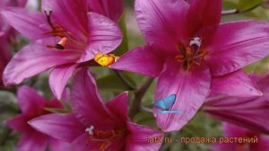 Лилия от-гибрид Пепл Принц ? обзор: как сажать, луковицы лилии Пепл Принц