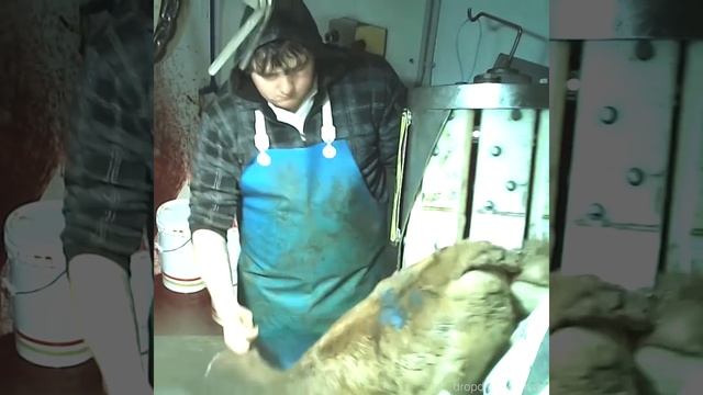 Slaughter of Baby Cows | The Truth About Milk & Cheese смотреть онлайн