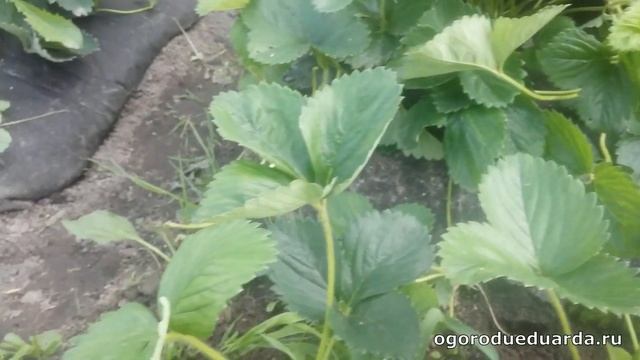 Как правильно выбрать рассаду клубники для посадки осенью. смотреть онлайн