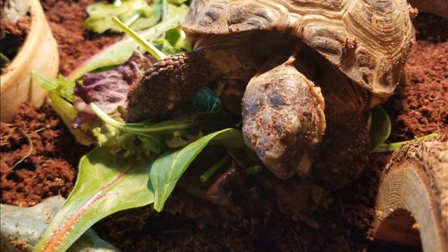 Amazing Russian Tortoise care guide! смотреть онлайн
