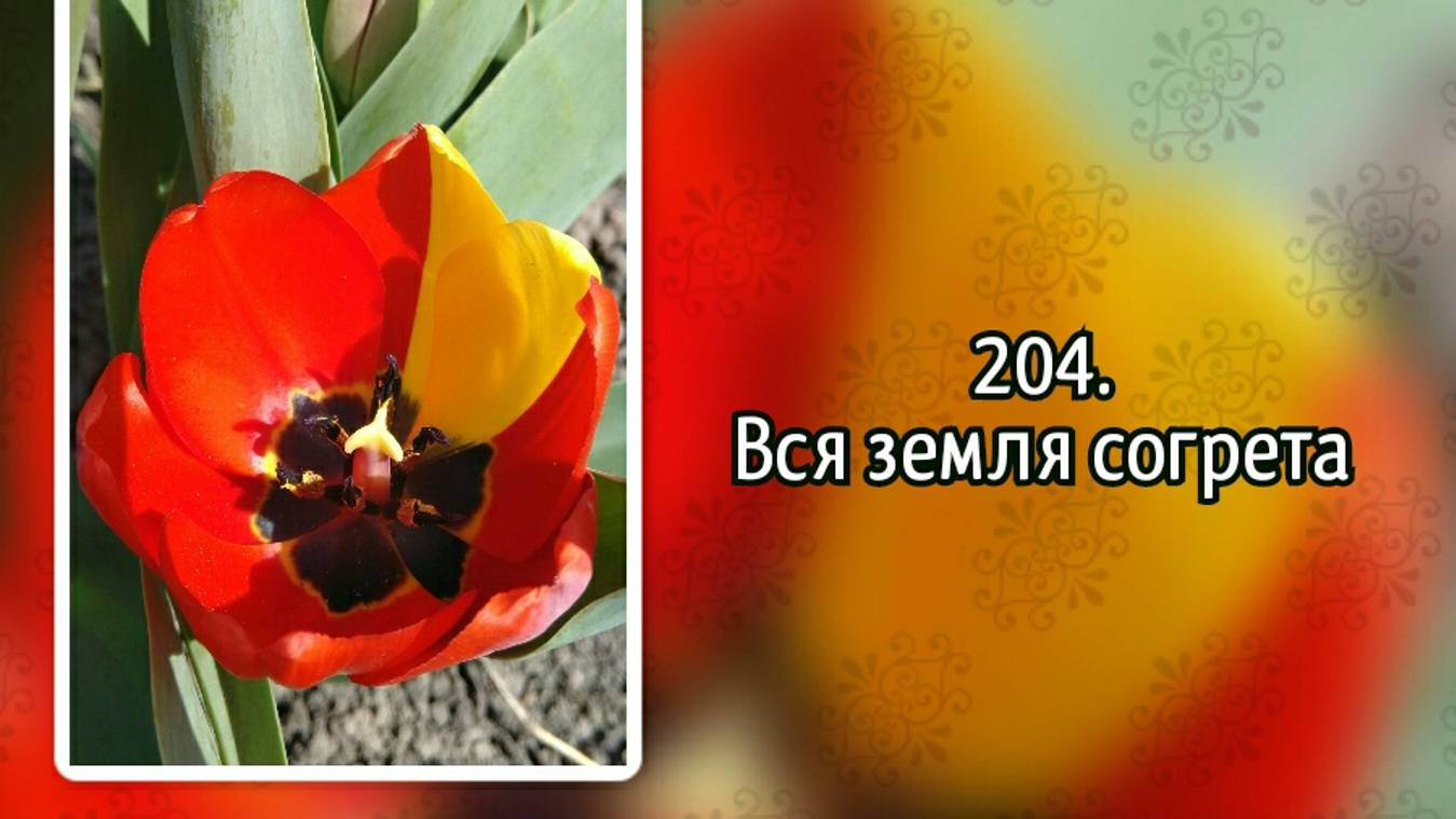 Гимны надежды 204 Вся земля согрета (-) смотреть онлайн