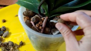 ЦИОН для орхидей. СУПЕР иновационная подкормка .