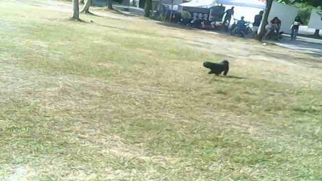 4DRC V14 DRONE - DRONE CAM + FLIGHT TEST