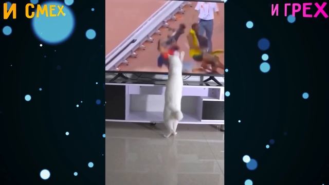 ВОТ ЭТО БОМБОЧКА | ОТБОРНЫЕ ПРИКОЛЫ | И СМЕХ И ГРЕХ смотреть онлайн