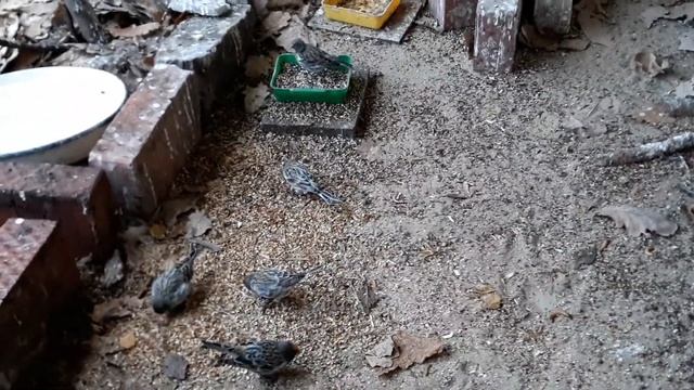 Сорокопуты в вольере. Осень смотреть онлайн