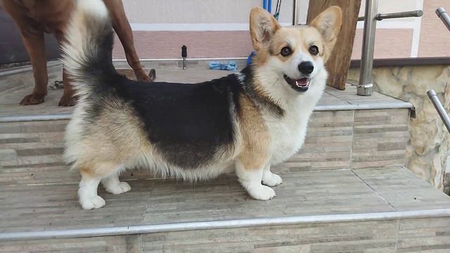 Бой корги с шарпеем! Лиса против!#Corgi's #struggle# with #chocolate# смотреть онлайн