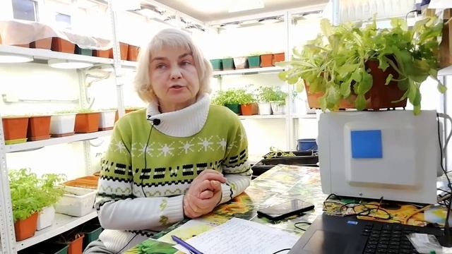 Сорт "Крепыш-Храмушиной". Мой любимый сорт для улицы смотреть онлайн