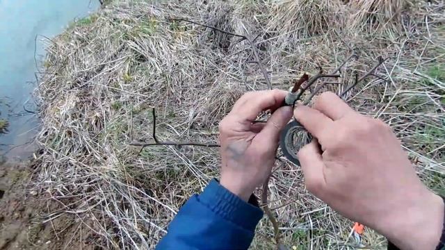 прививка груши на яблоню и результаты прививки смотреть онлайн