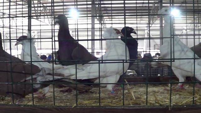 ЯРМАРКА ГОЛУБЕЙ. МОСКВА. 13.03.21#голуби#голубеводство#ярмаркаголубей#pigeon#tauben