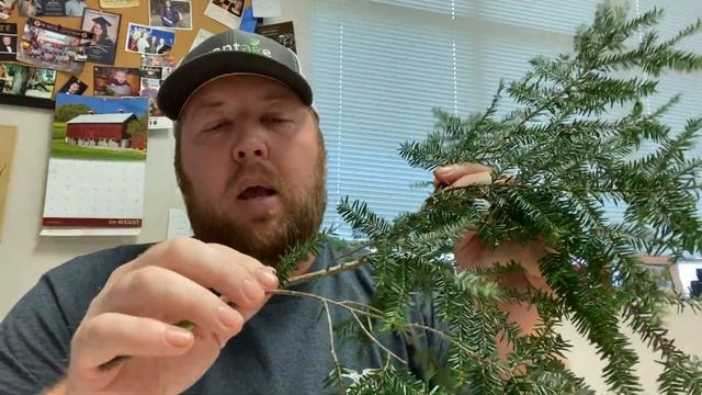 Eastern Hemlock (Tsuga canadensis) Identification смотреть онлайн