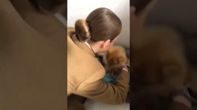 ПОДАРИЛ СОБАКУ ЖЕНЕ?ДО СЛЕЗ? смотреть онлайн