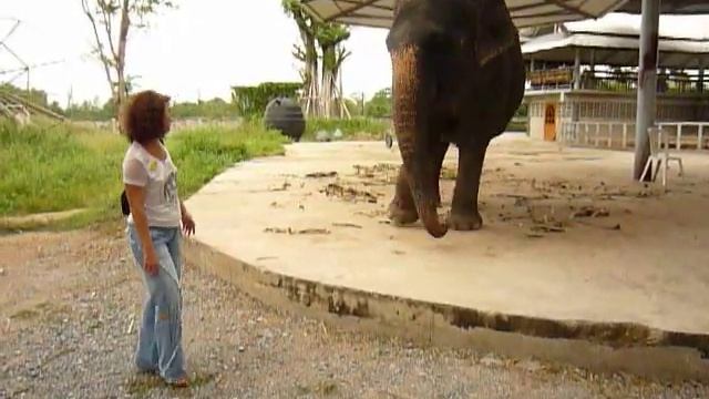 Танцы со Слоном | Отдых в Таиланде смотреть онлайн