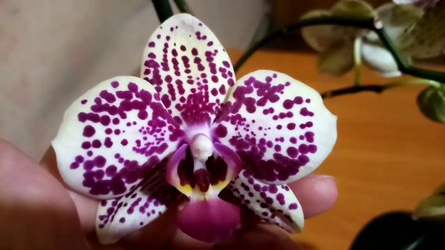 Чудо природы. Моя чудная Фронтера смотреть онлайн