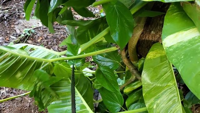 GERBER GATOR MACHETE TEST смотреть онлайн